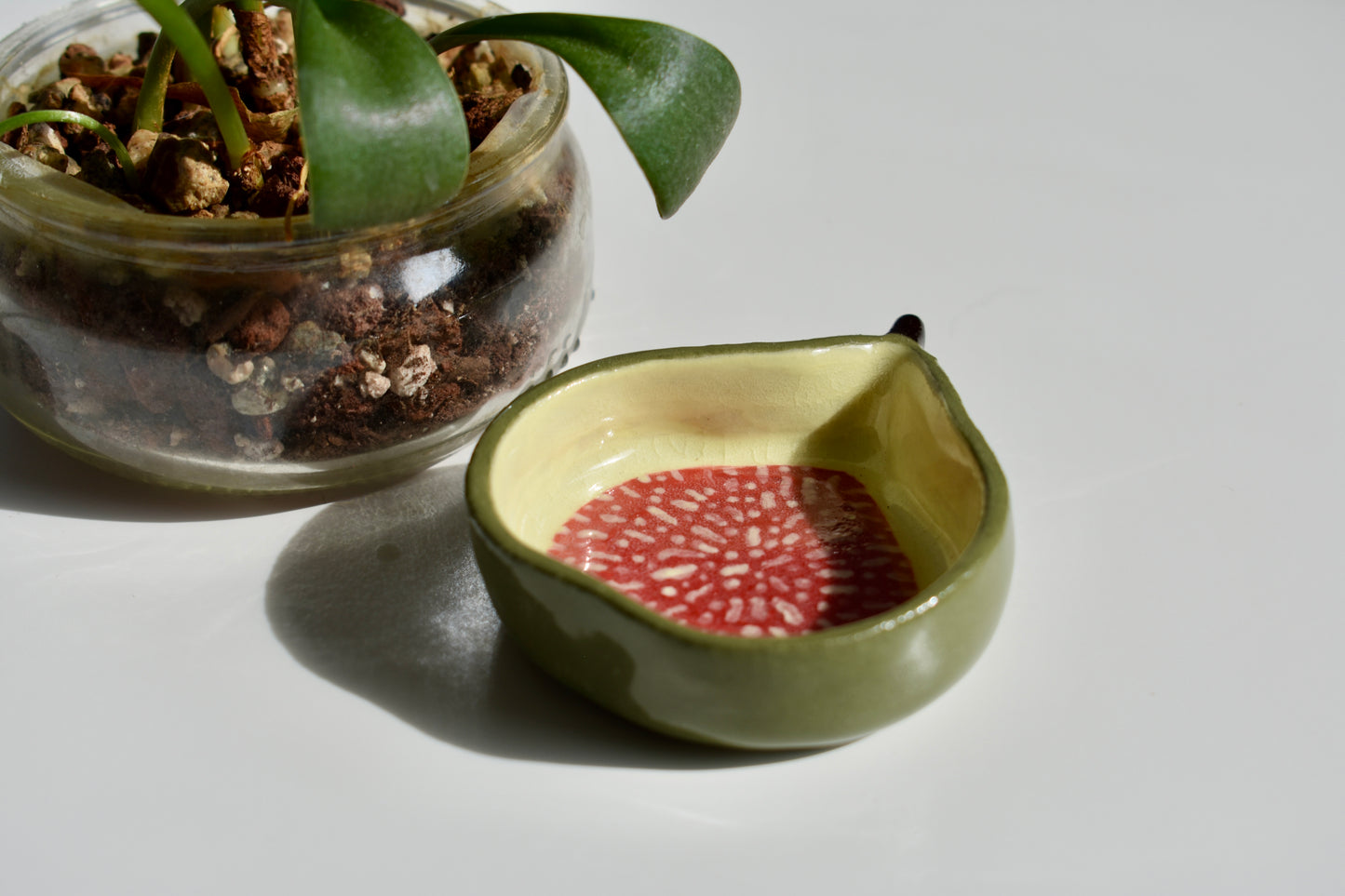 fig nest