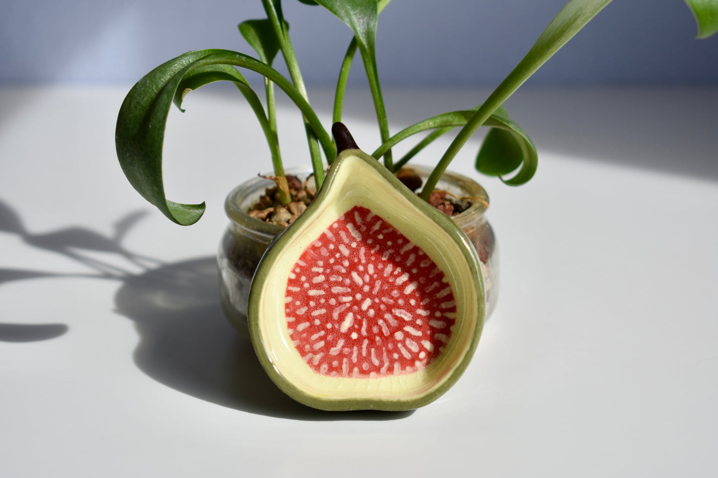 fig nest
